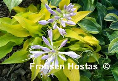 Hosta Gold Hearted Mouse